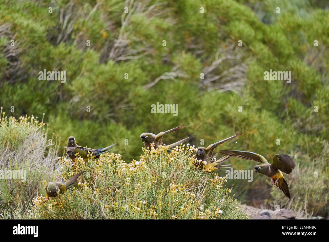 Gregge di pappagalli di burrowing, Cyanoliseus patagonus, conosciuto anche come parakeet di burrowing o conure Patagonia, seduto negli arbusti vicino alla Ruta 40 ad Arg Foto Stock
