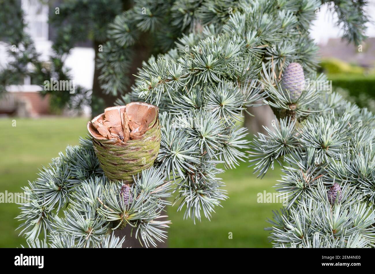 Un cono di abete si è rotto in modo naturale per liberare i semi coltivati All'interno su un albero di cedro in un giardino inglese Foto Stock