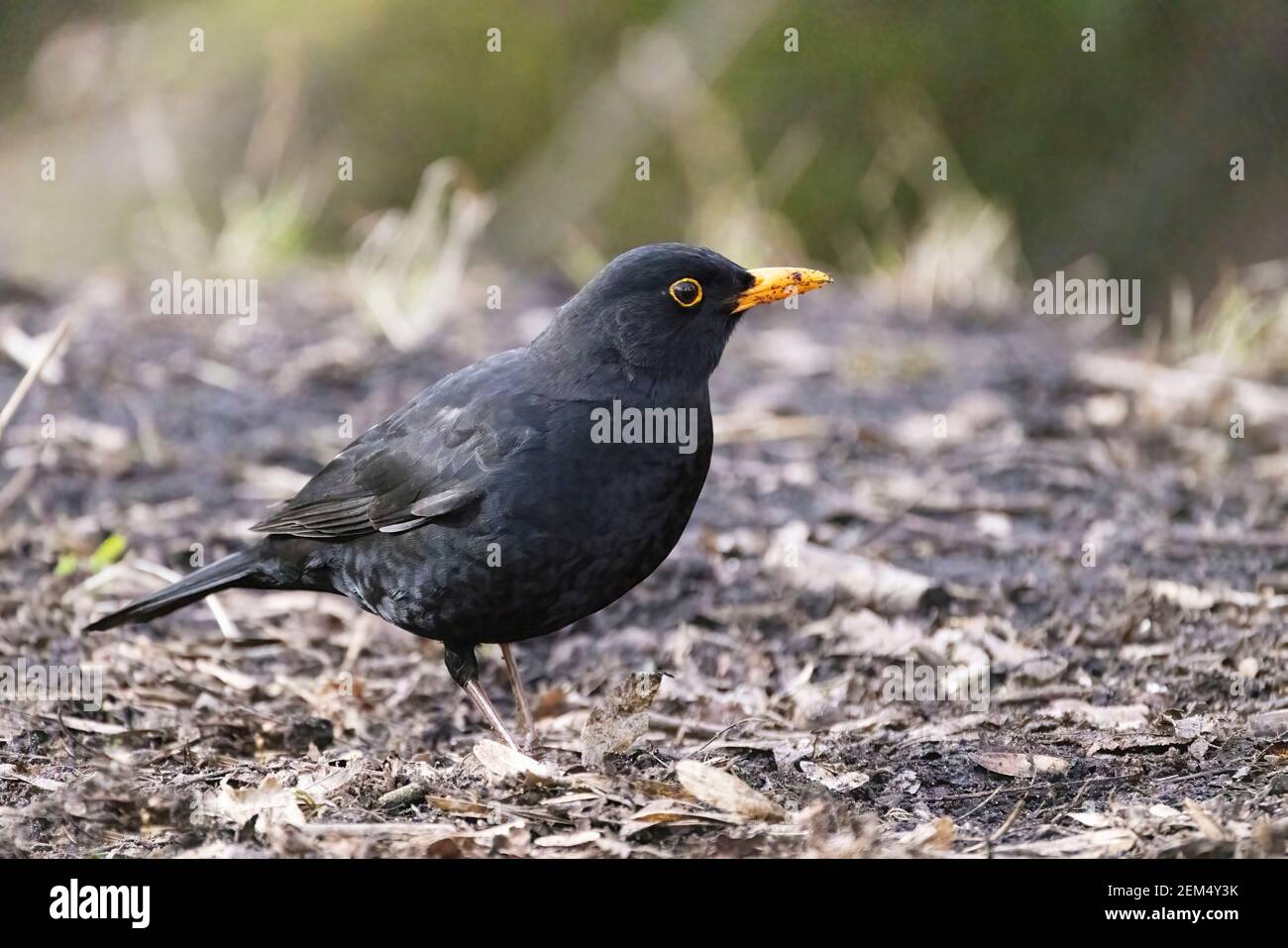 Blackbird UK; un singolo uccello nero maschile adulto, Turdus merula, un uccello da giardino britannico comune; Suffolk UK Foto Stock