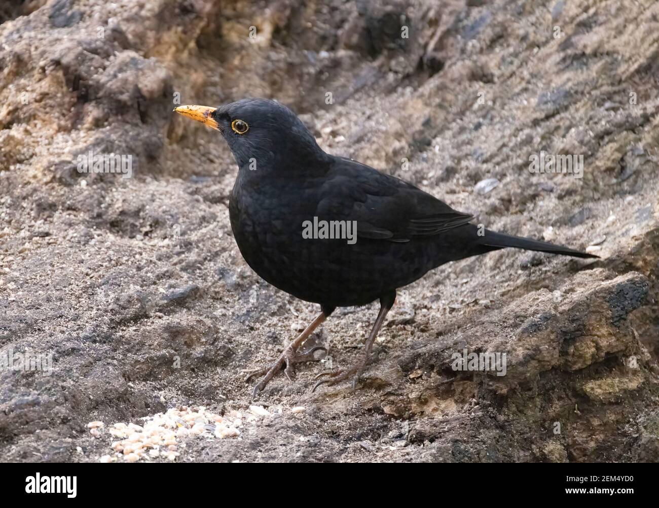 Blackbird UK; un singolo uccello nero maschile adulto, Turdus merula, un uccello da giardino britannico comune; Suffolk UK Foto Stock