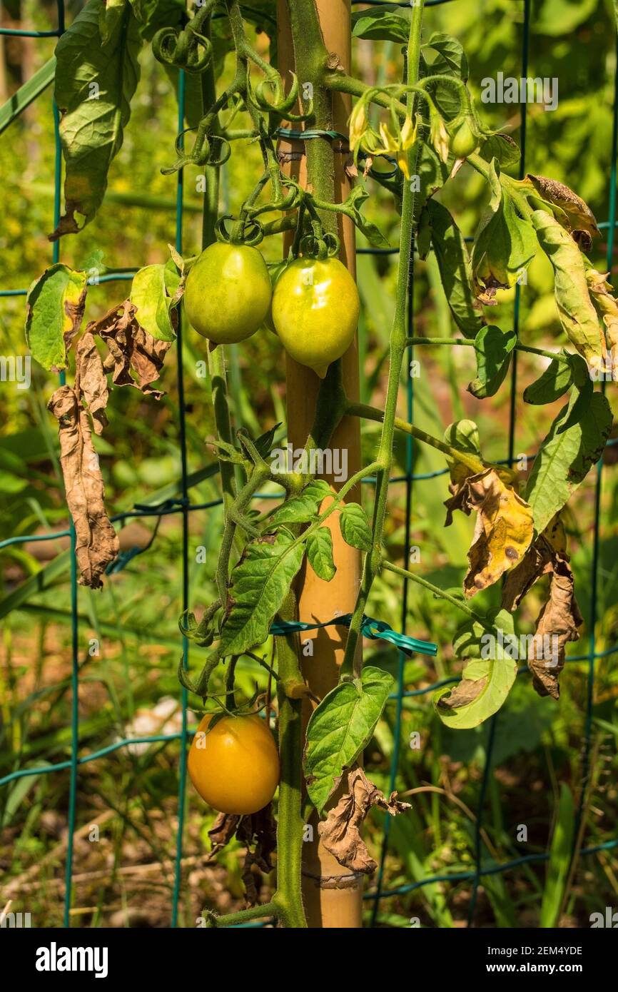 Un mazzetto di pomodori gialli non maturi da dattero coltivati in Friuli-Venezia Giulia, Italia nord-orientale Foto Stock