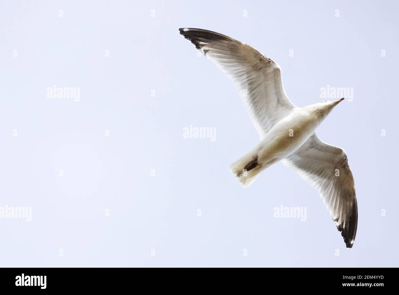 Concetto libero, volare, spensierato ; uccello in volo, UN gabbiano comune, Larus Canus in volo; visto dal basso contro il cielo blu con spazio di copia, Suffolk UK Foto Stock
