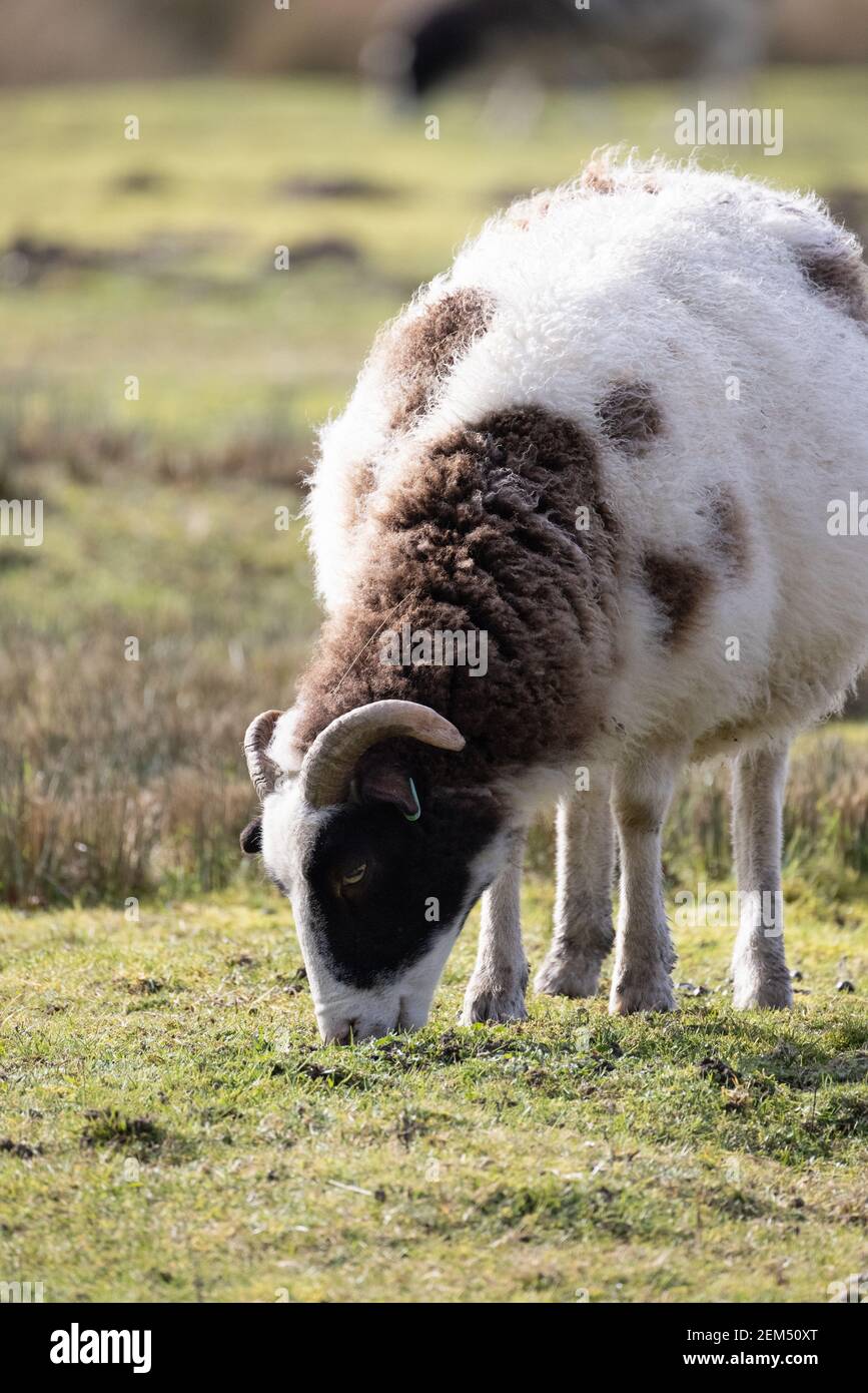 Allevamento di pecore UK; una pecora di Jacob che pascolano in un prato in una fattoria, esempio di una pecora addomesticata, cappotto pieballo, Suffolk Inghilterra UK Foto Stock