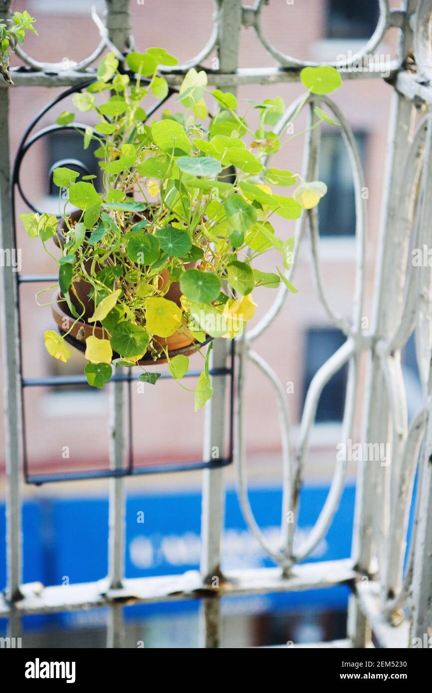 Primo piano di una pianta in vaso su un davanzale della finestra Foto Stock