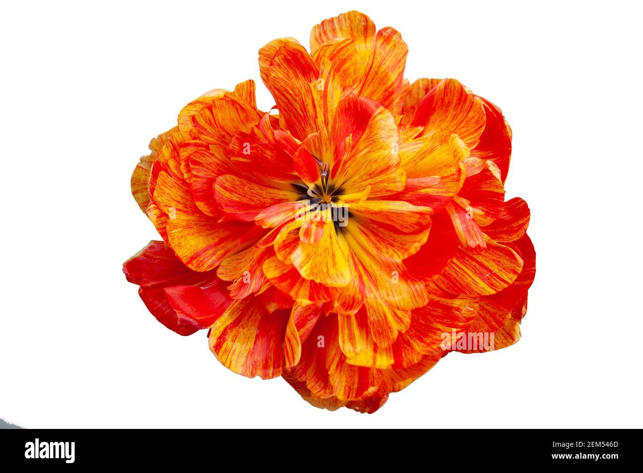 Fiore Tulip Peony giardino decorativo. Isolare Foto Stock