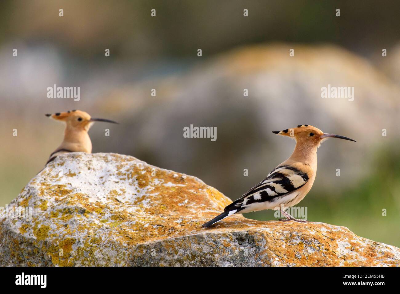 Due hoopoos Upupa epps, in piedi su una roccia. Foto Stock