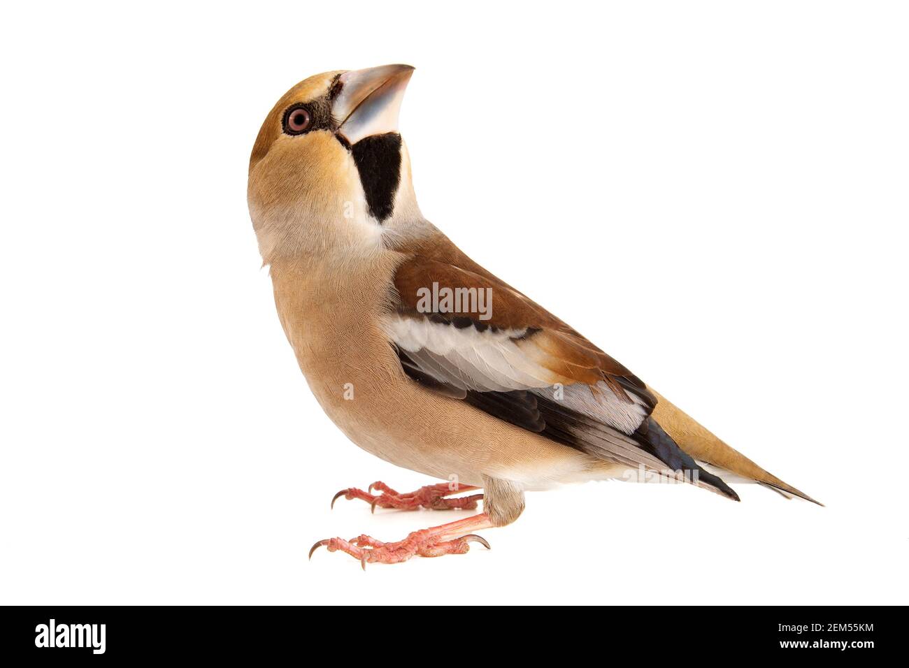 Hawfinch Coccodraustes coccodraustes, isolato su sfondo bianco. Foto Stock