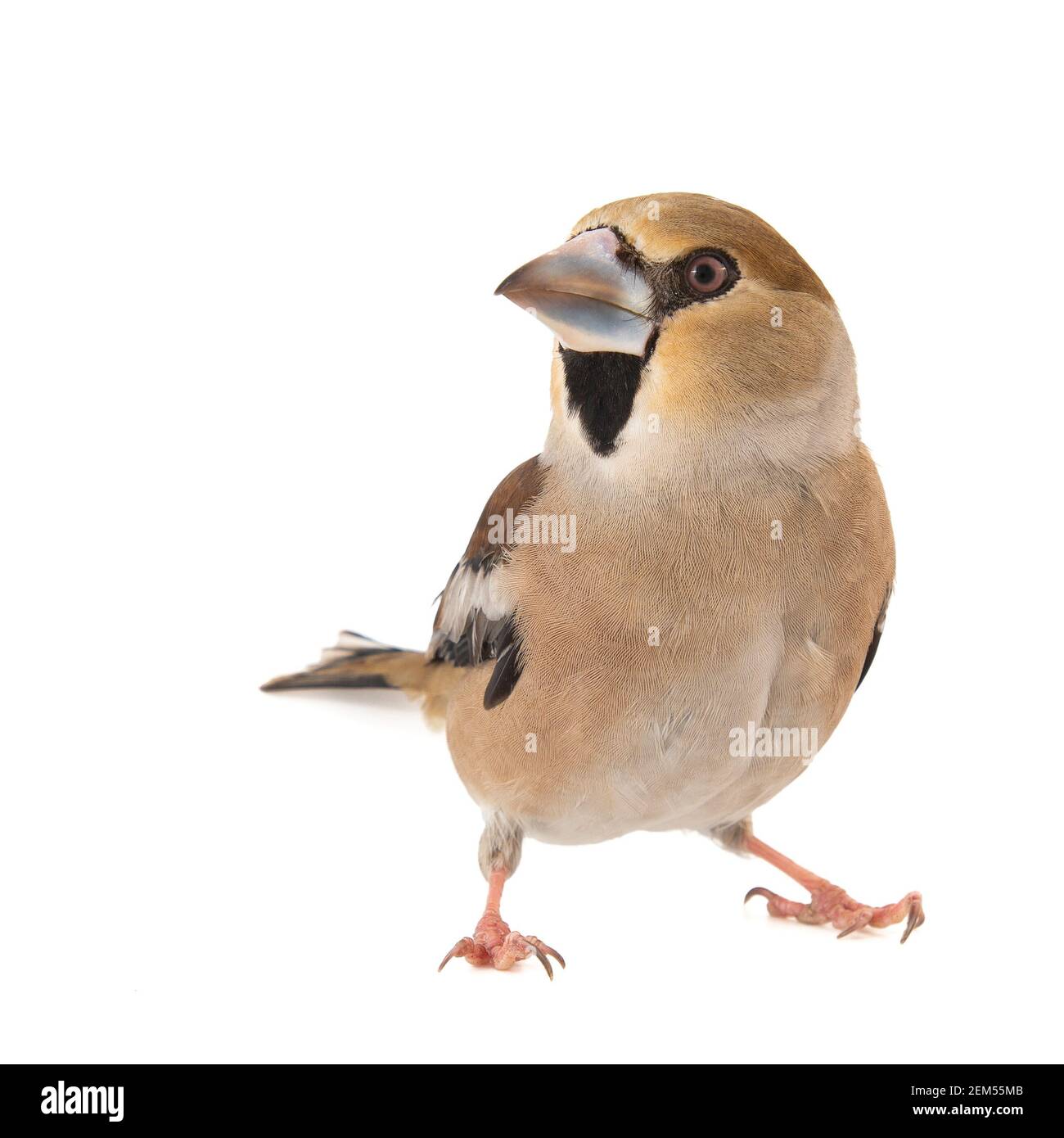 Hawfinch Coccodraustes coccodraustes, isolato su sfondo bianco. Foto Stock