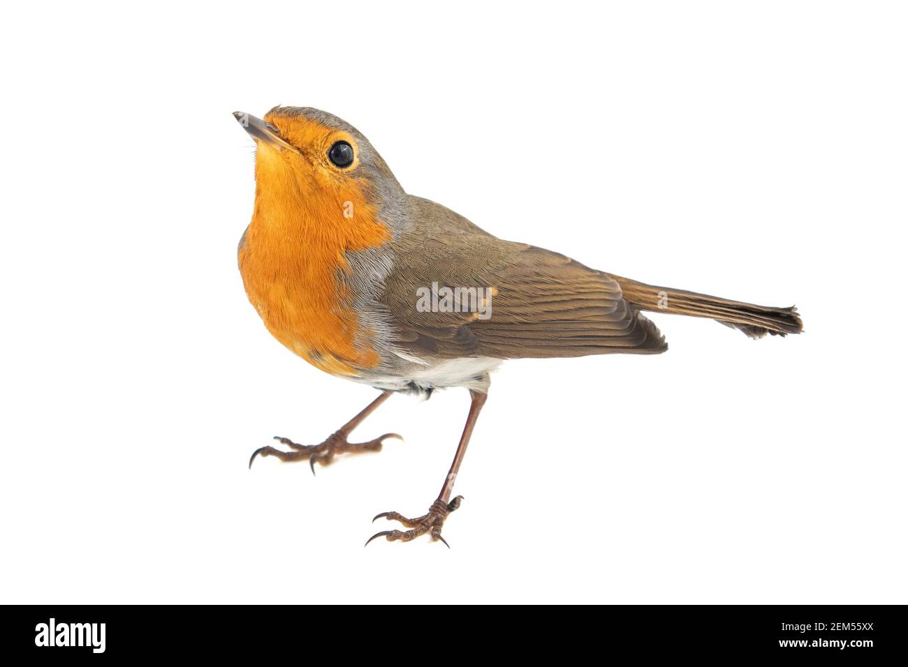 Europeo robin Erithacus ruecula, isolato su uno sfondo bianco. Foto Stock