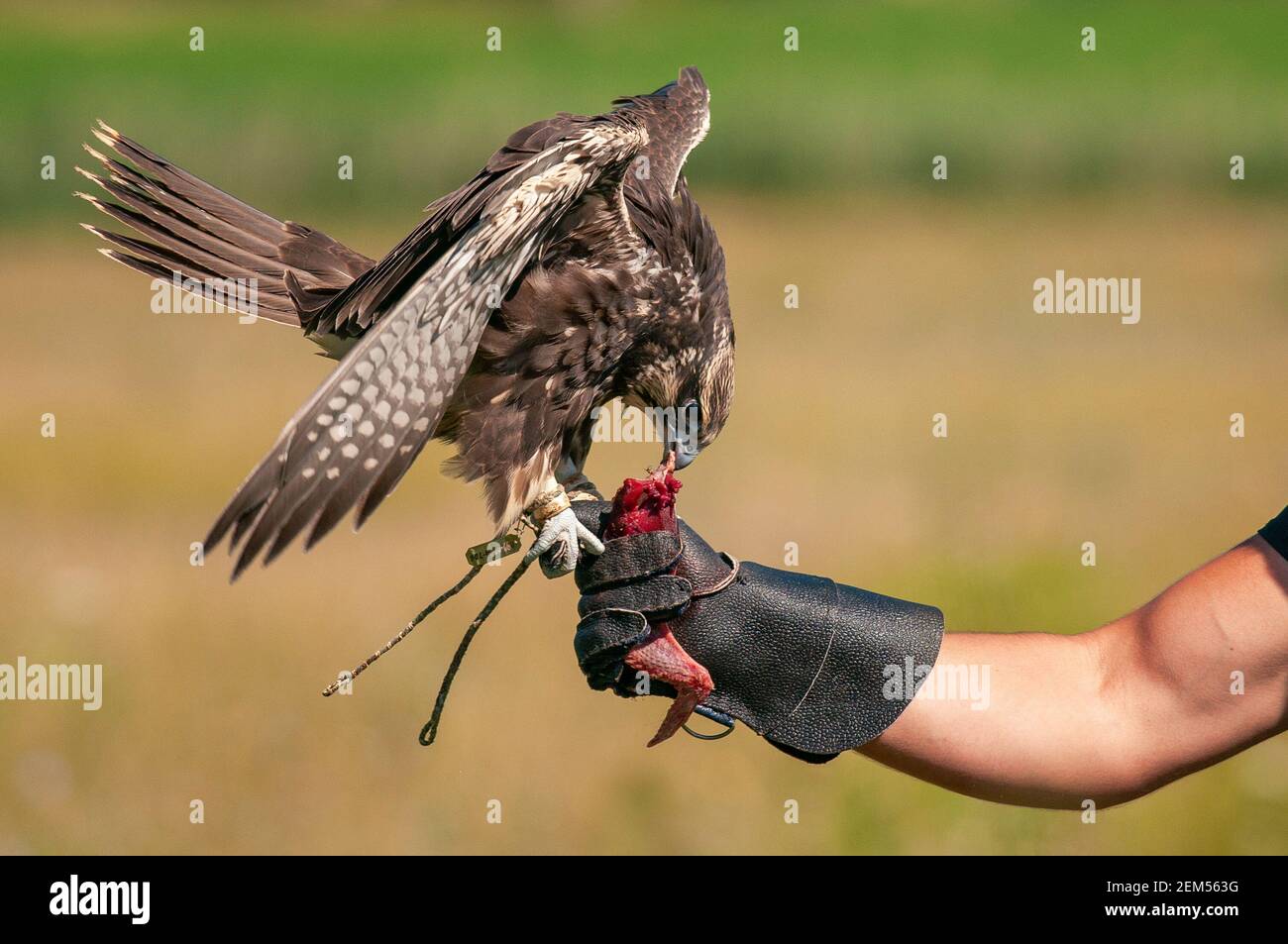 Caccia uccelli. Caccia con un Falco SAKER. Falcon in mano al cacciatore. Foto Stock