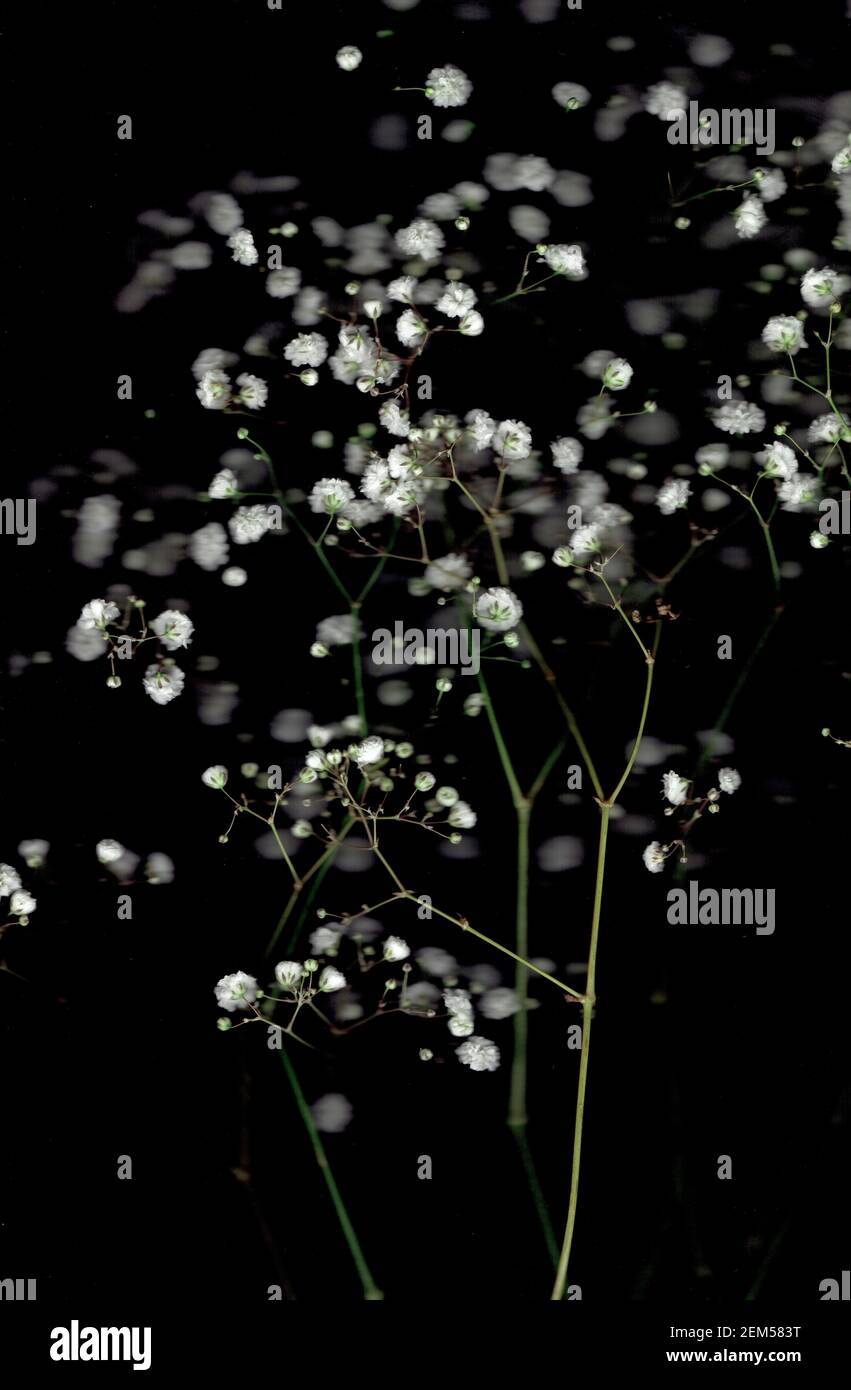 Queste immagini sono state create per esplorare il tema del potere dei fiori e l'impatto ambientale dell'umanità. Foto Stock
