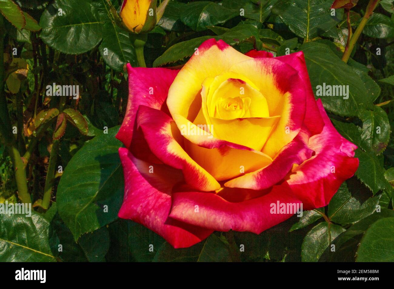 Rosa bello fiore insolito piacevole all'occhio un piacevole combinazione di colori Foto Stock
