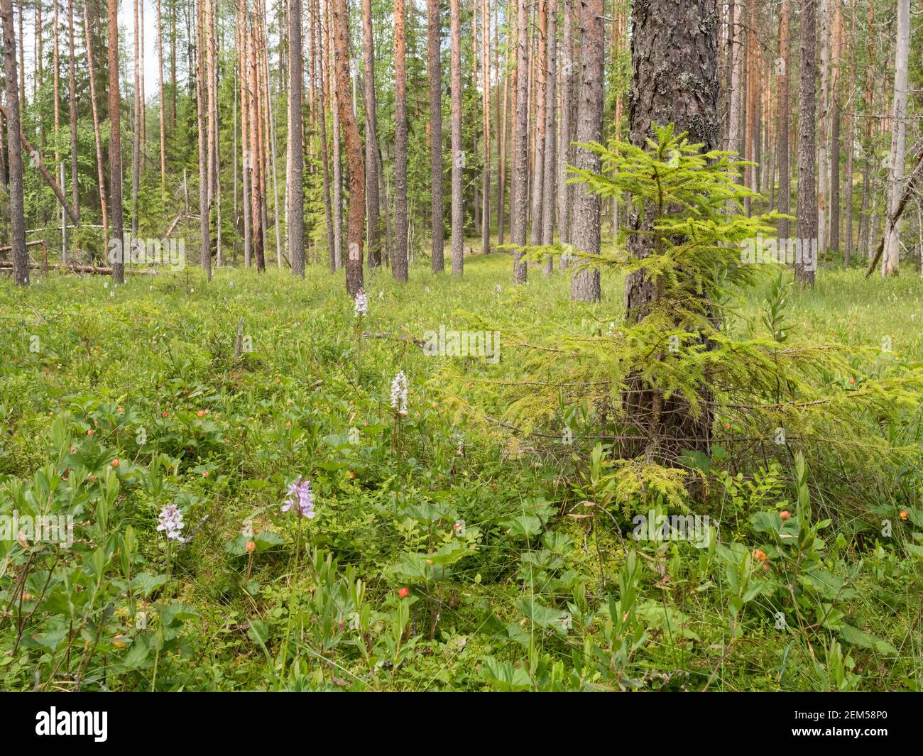 Bacche nuvolose e orchidee a palude di abete rosso-pino Foto Stock