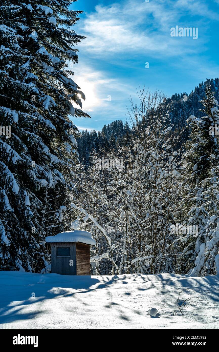 Capanna ai margini della foresta nella foresta di Bregenz, appena innevata. Il sole splende attraverso gli abeti e getta i suoi raggi sulla neve. Austria Foto Stock