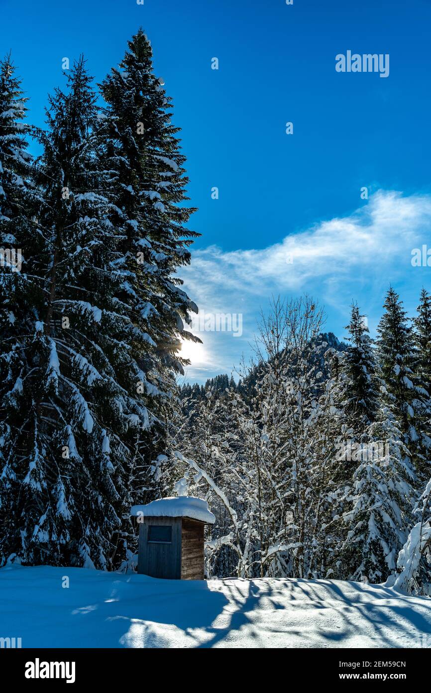 Capanna ai margini della foresta nella foresta di Bregenz, appena innevata. Il sole splende attraverso gli abeti e getta i suoi raggi sulla neve. Austria Foto Stock