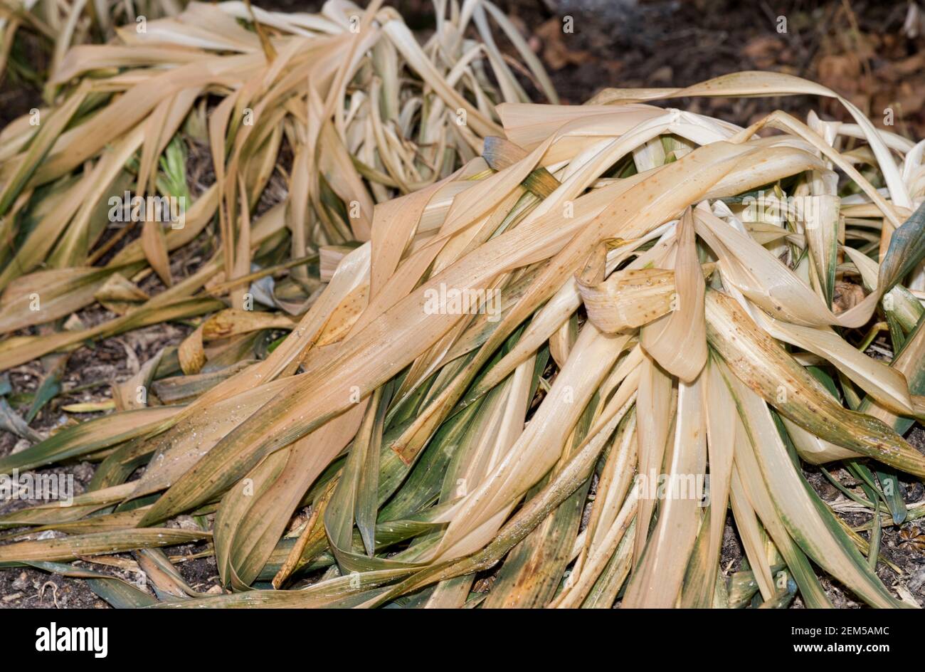 Piante da giardino uccise da temperature estremamente fredde a causa di tempeste di ghiaccio in Texas, con fuoco in primo piano a livello del suolo. Foto Stock