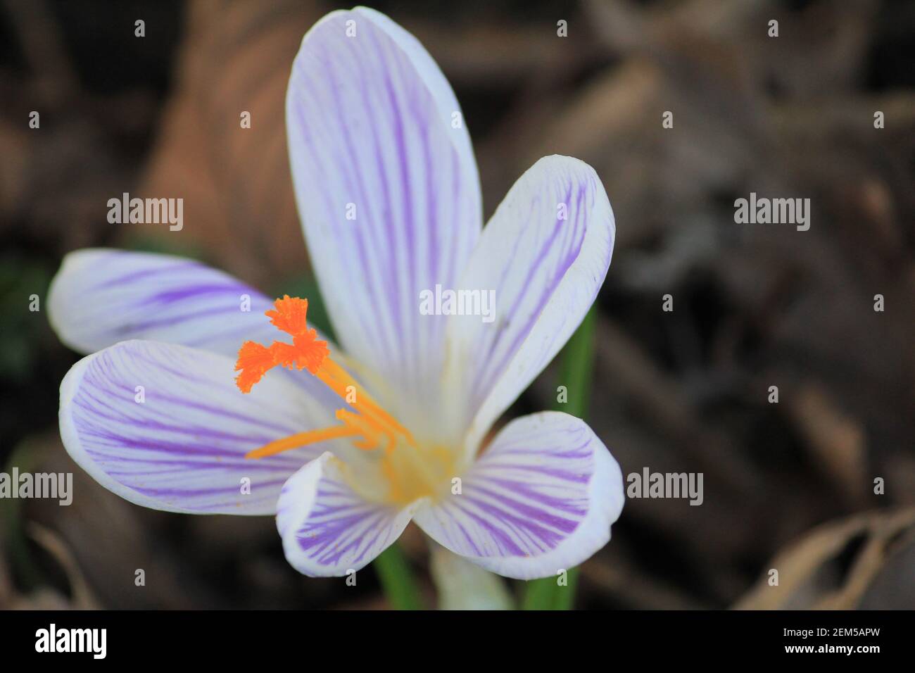 Crocus vernus nel parco cittadino di Staddijk a Nijmegen, Paesi Bassi Foto Stock