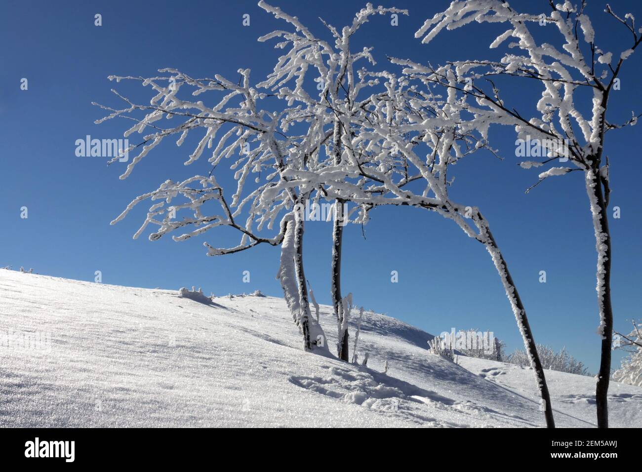 Neve e gelo di bue copriva gli alberi contro il cielo blu in inverno, gelo sul cielo blu d'inverno Foto Stock