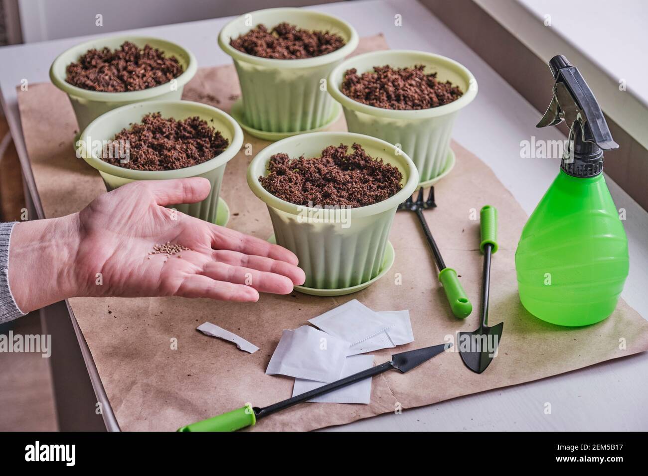 Sul palmo di una mano femminile più anziana che giace semi di pomodoro. Ci sono sacchetti di carta di semi per l'orto domestico, pentole verdi con suolo, piccoli attrezzi, sp Foto Stock