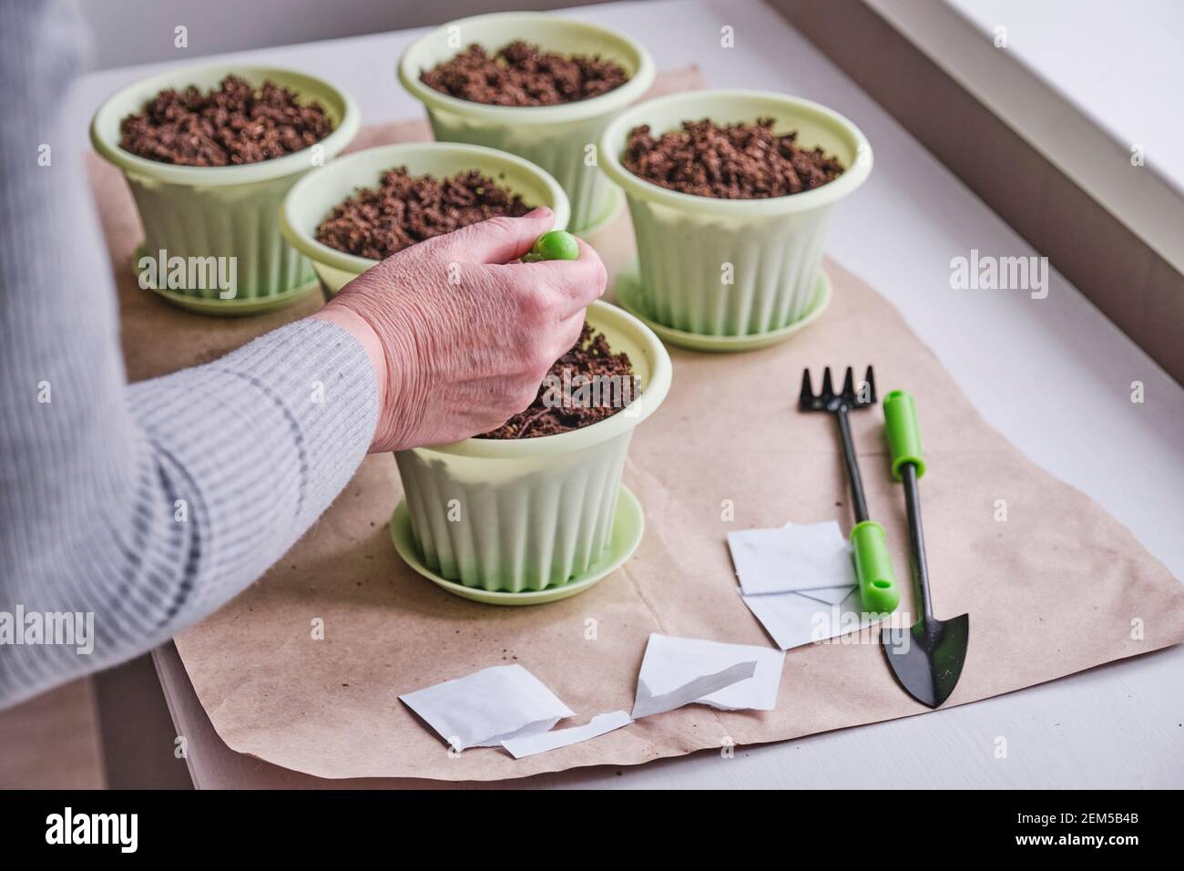 Mano di più vecchia mano femmina che pianta semi nel suolo. Ci sono sacchetti di carta di semi per l'orto domestico, pentole verdi con suolo, piccoli attrezzi su ta Foto Stock