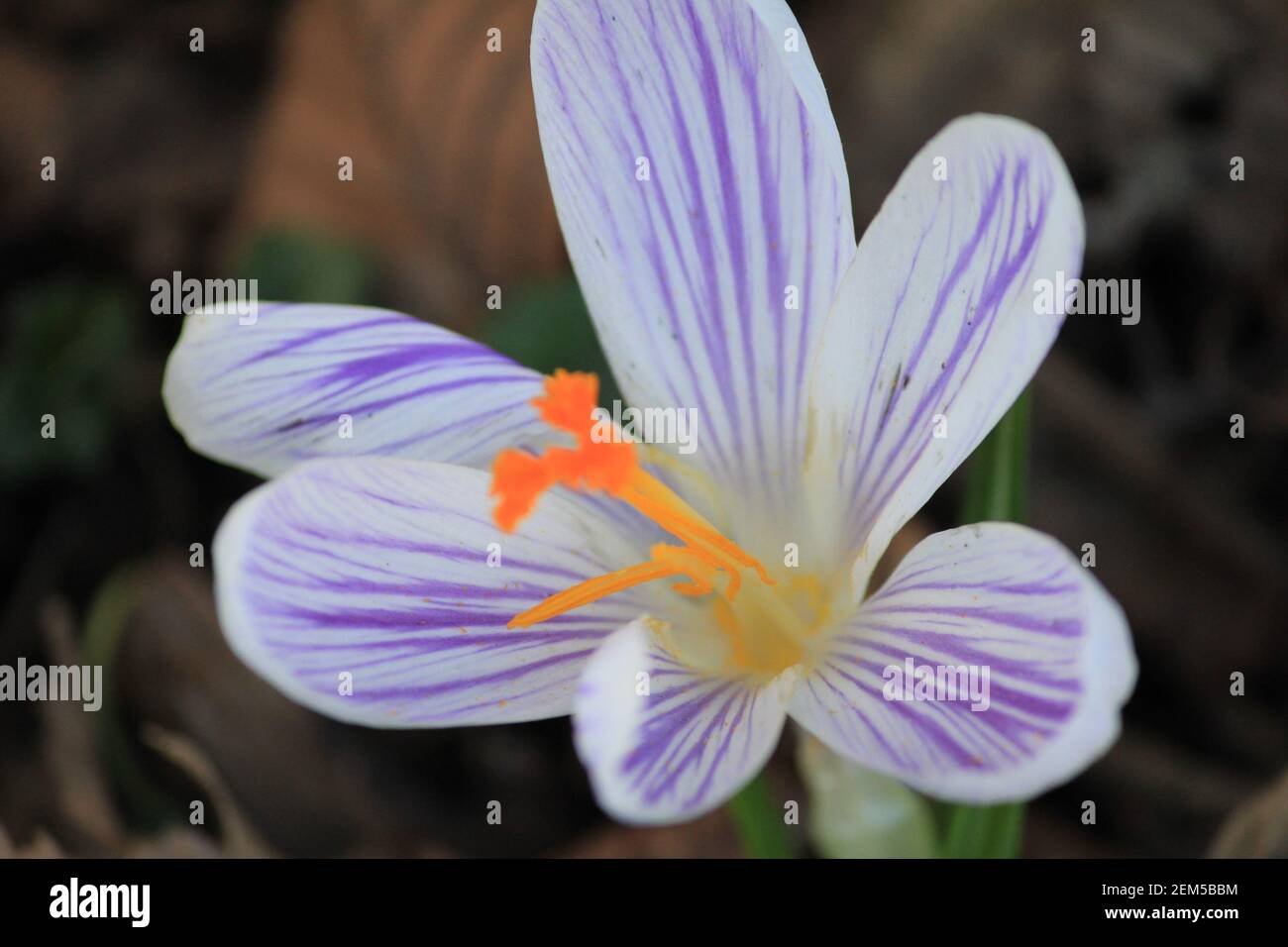 Crocus vernus nel parco cittadino di Staddijk a Nijmegen, Paesi Bassi Foto Stock