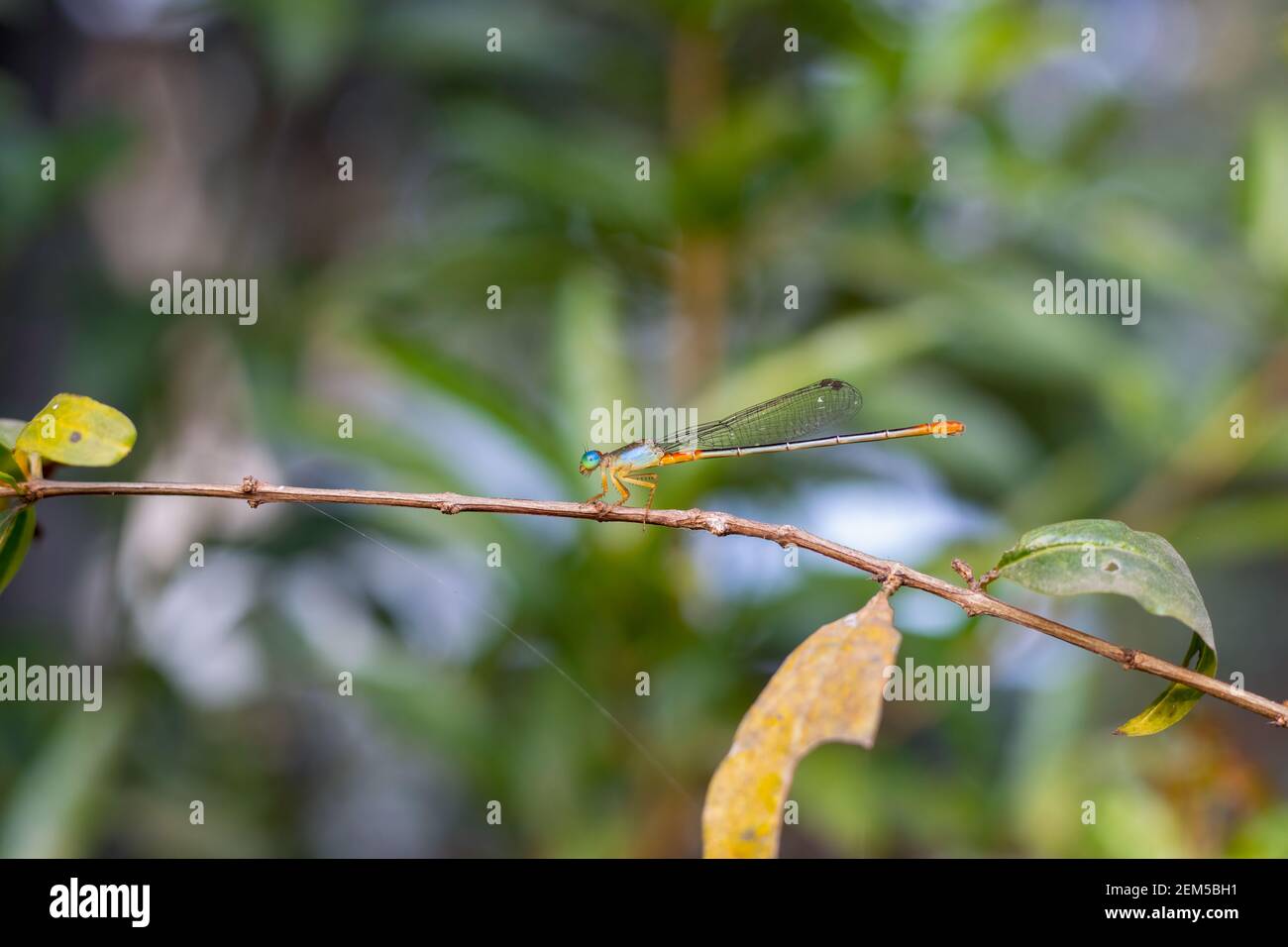 Una bella libellula multicolore seduta su un ramo di melograno Foto Stock
