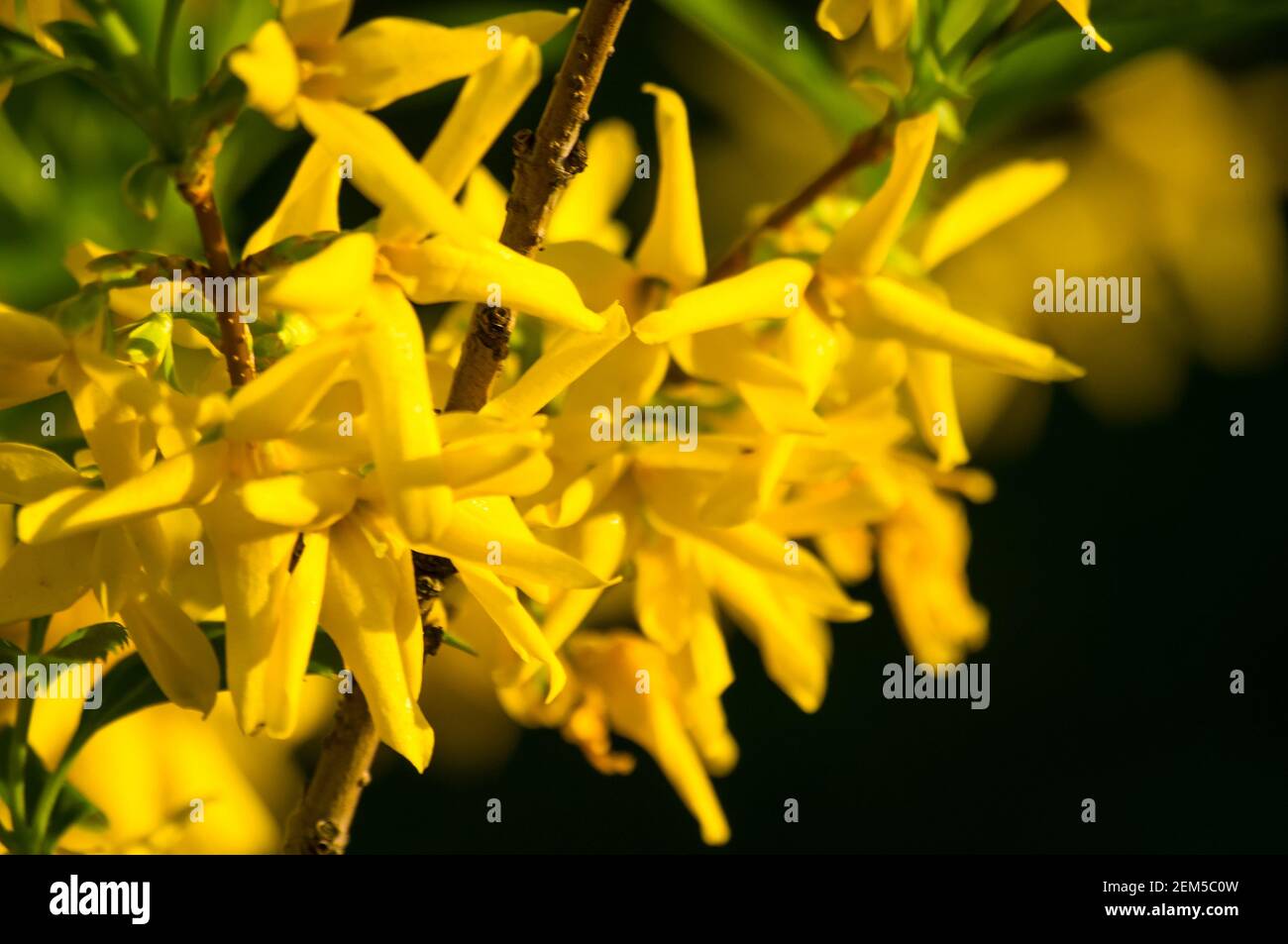 Un grande cespuglio di fiori gialli luminosi della pianta di Forsythia, l'albero di Pasqua, nel parco in una giornata di sole in primavera, uno sfondo floreale bello Foto Stock