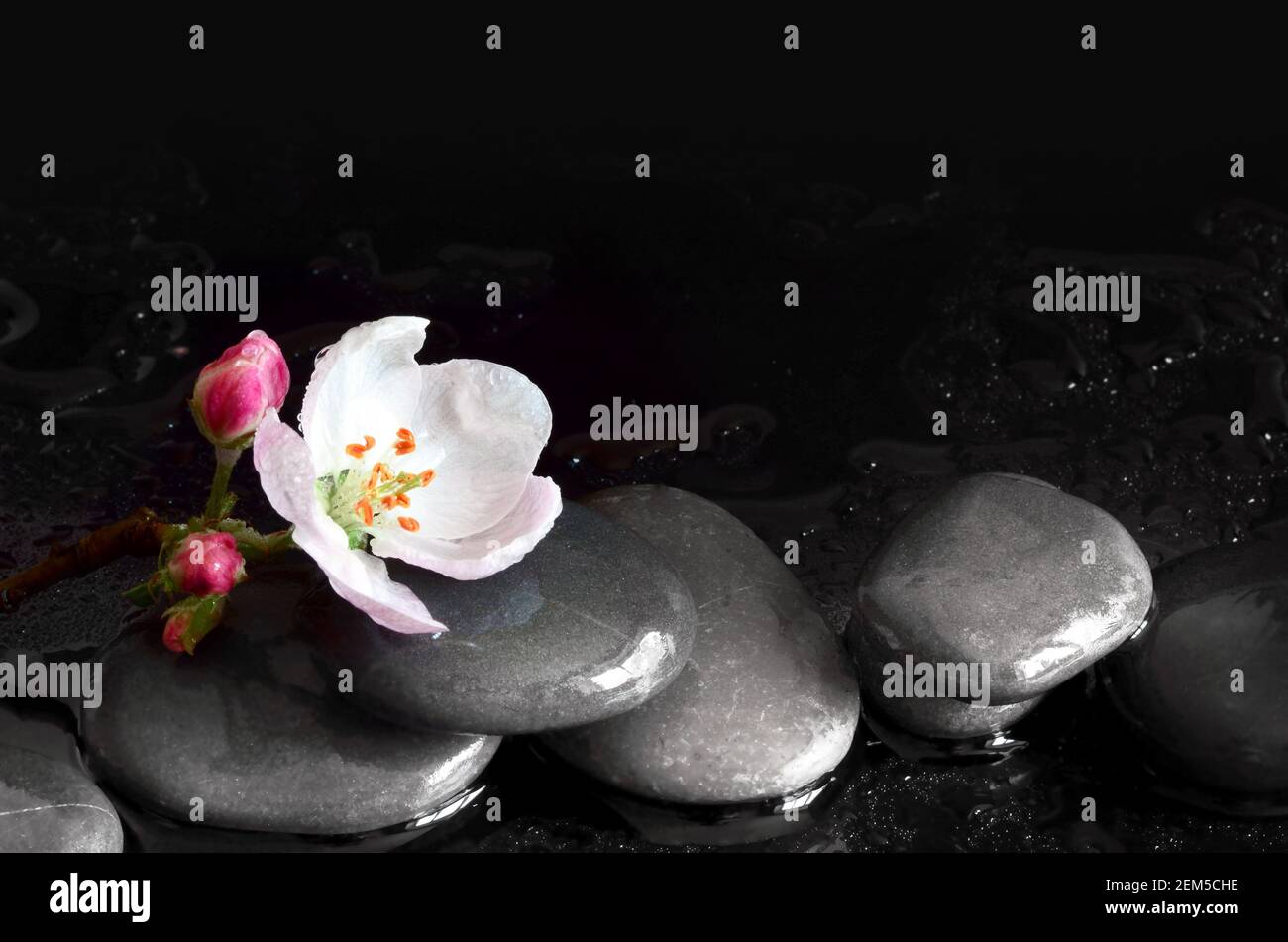 Pietre di Spa e fiori rosa su sfondo nero con acqua. Concetto di spa. Foto Stock