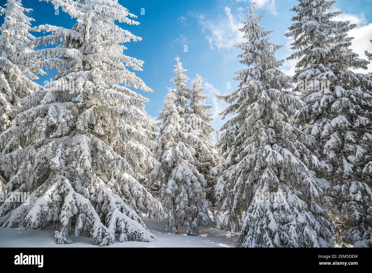 Maestosi alberi bianchi spruces che risplende dalla luce del sole contro il cielo blu scuro. Splendida scena invernale. Luogo repubblica Ceca, Krkonose. Foto Stock