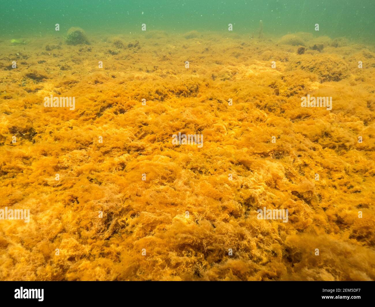 Fondo del lago arrugginito vicino alla fonte delle acque sotterranee Foto Stock