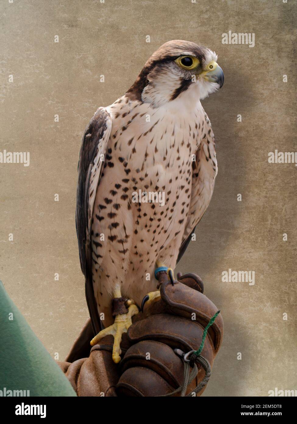 Lanner Falcon, Falco biarmicus Foto Stock