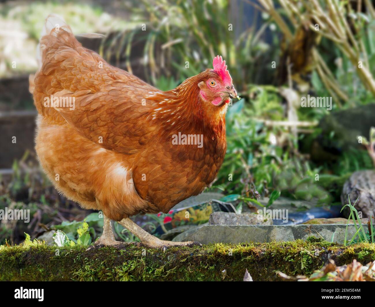 Una ex-batteria rihomed gallina che invecchia intorno ad un giardino, Cornovaglia, Regno Unito Foto Stock