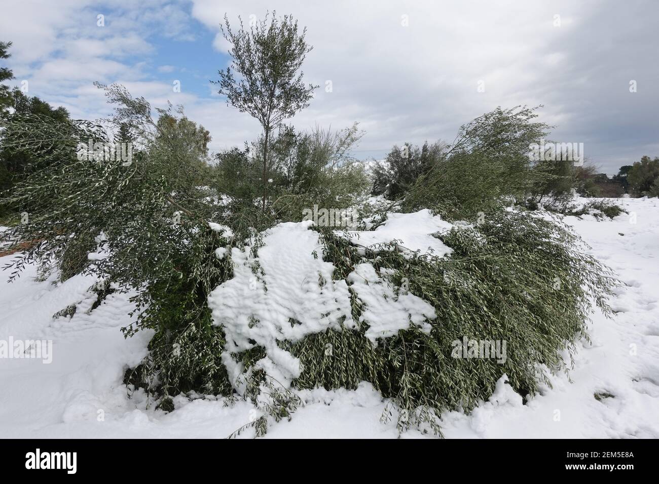 Olivi appiattiti sotto la neve dopo la tempesta di neve. Prodotto danneggiato. Foto Stock