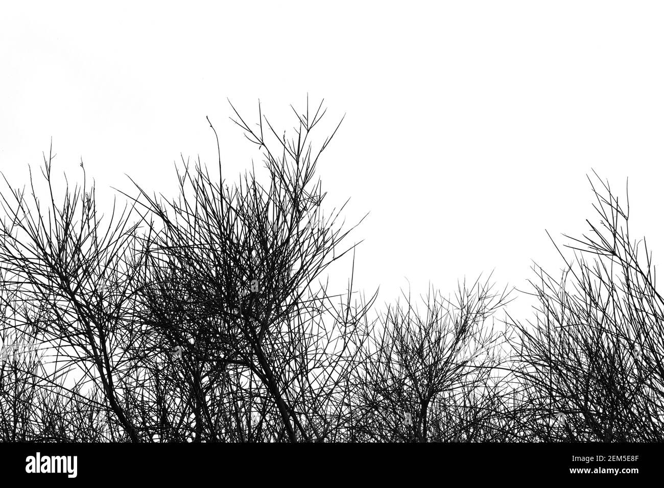 Spartium junceum si dirama in inverno. Bianco e nero. Foto Stock