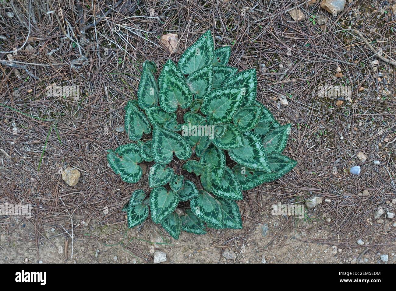 Il terreno di piante di ciclamino selvatico copre le foglie variegate in una foresta. Foto Stock