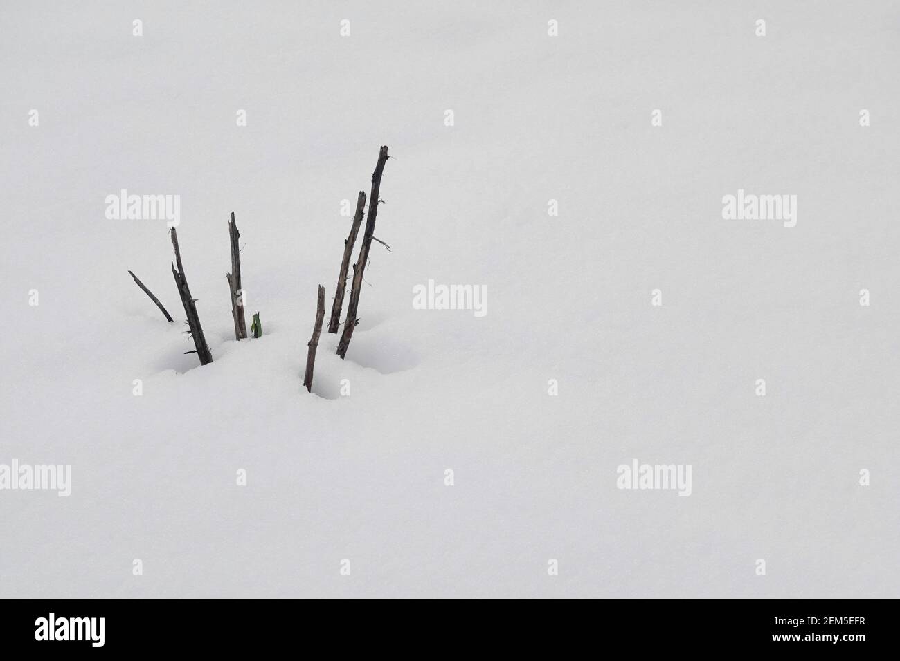 Rami di albero rotti che sbirciano attraverso la neve. Inverno natura sfondo. Foto Stock