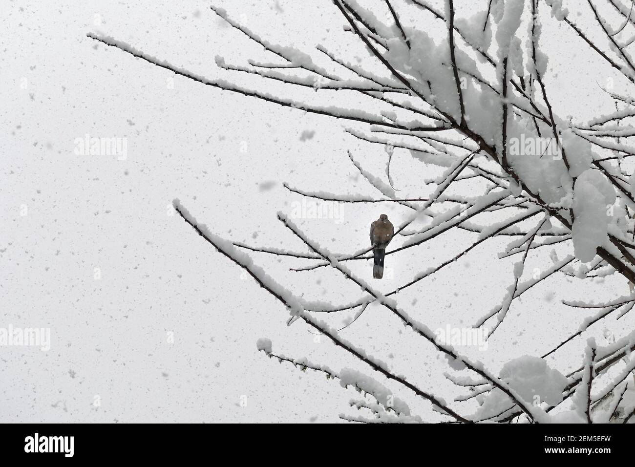 Pigeon uccello appollaiato su rami di albero durante la tempesta di neve. Freddo giorno d'inverno. Foto Stock