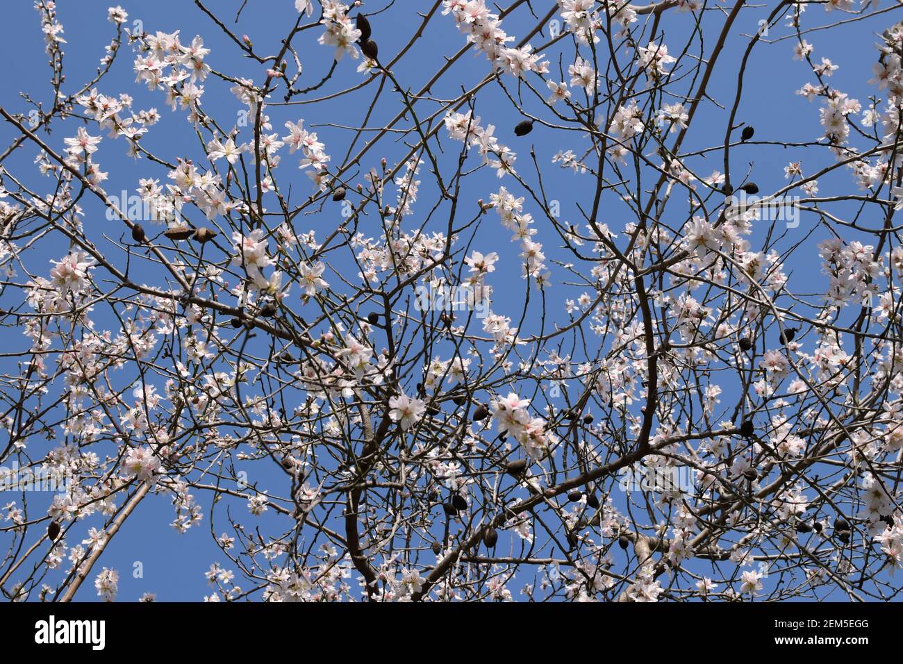 Mandorla con fiori e mandorle sotto il cielo blu all'inizio di febbraio. Foto Stock