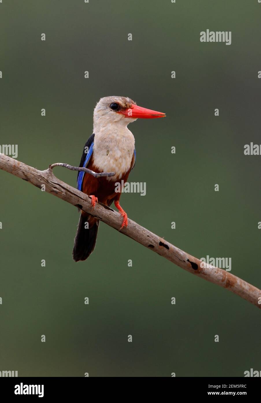 Kingfisher a testa grigia (Halcyon leucophala) adulto arroccato sul ramo morto Tsavo East NP, Kenya Novembre Foto Stock