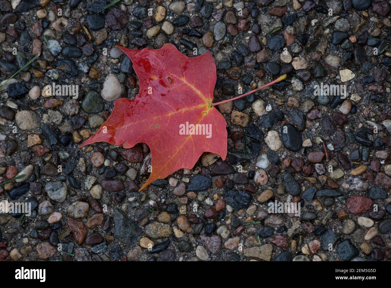 Una foglia di acero di zucchero in autunno si trova su una passeggiata di ciottoli. Foto Stock