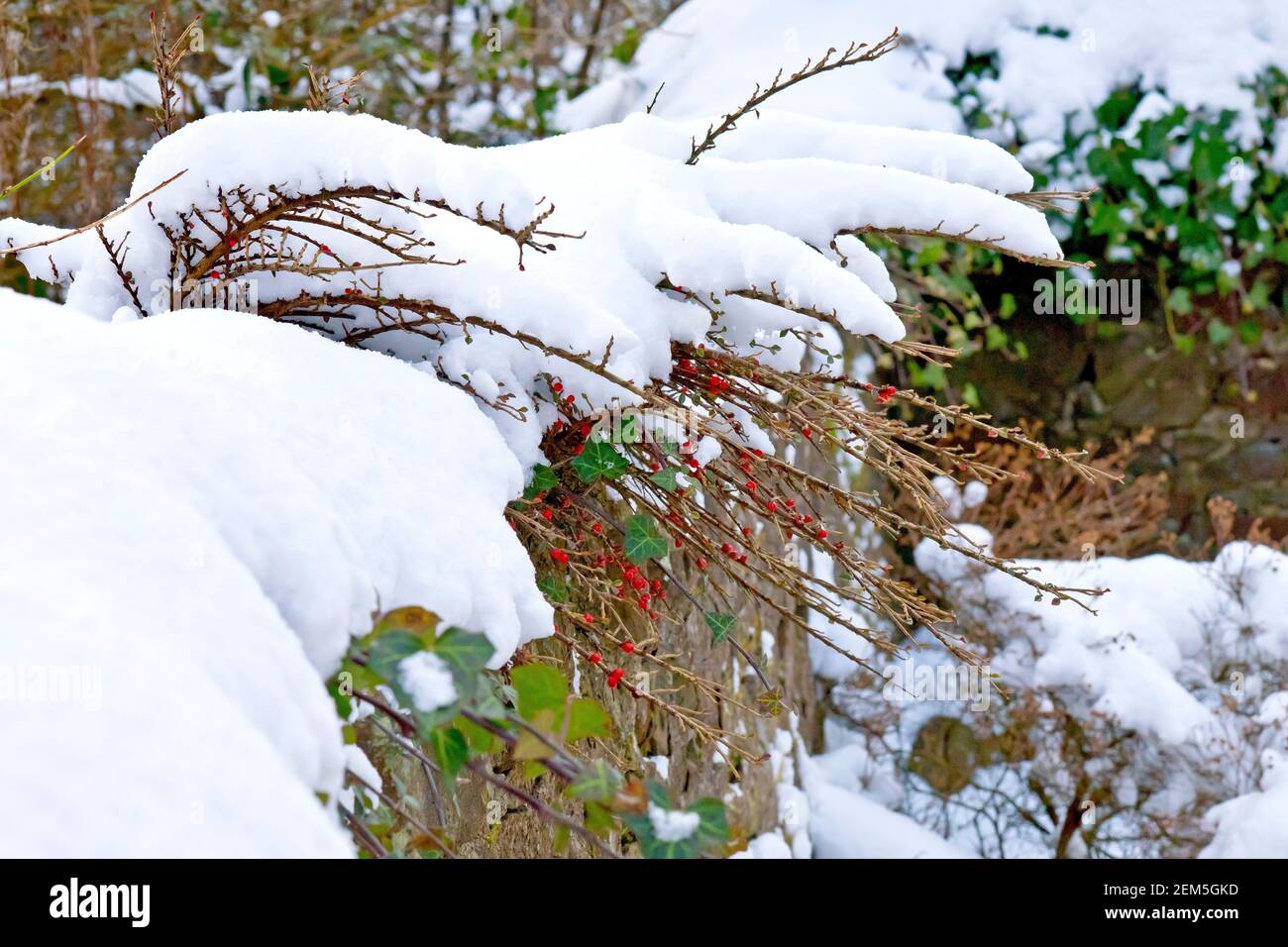 Neve che copre i rami di Cotoneaster, completa di bacche rosse, e Ivy (hedera Helix) che si estende su una parete di giardino. Foto Stock