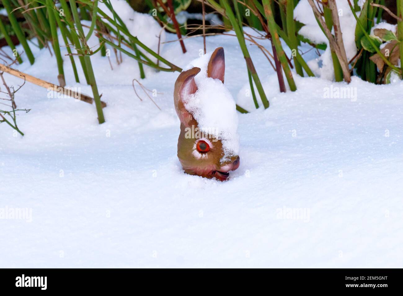 Primo piano della testa di un ornamento di giardino a forma di coniglio di plastica che si attacca attraverso una deriva di neve profonda e pulita. Foto Stock