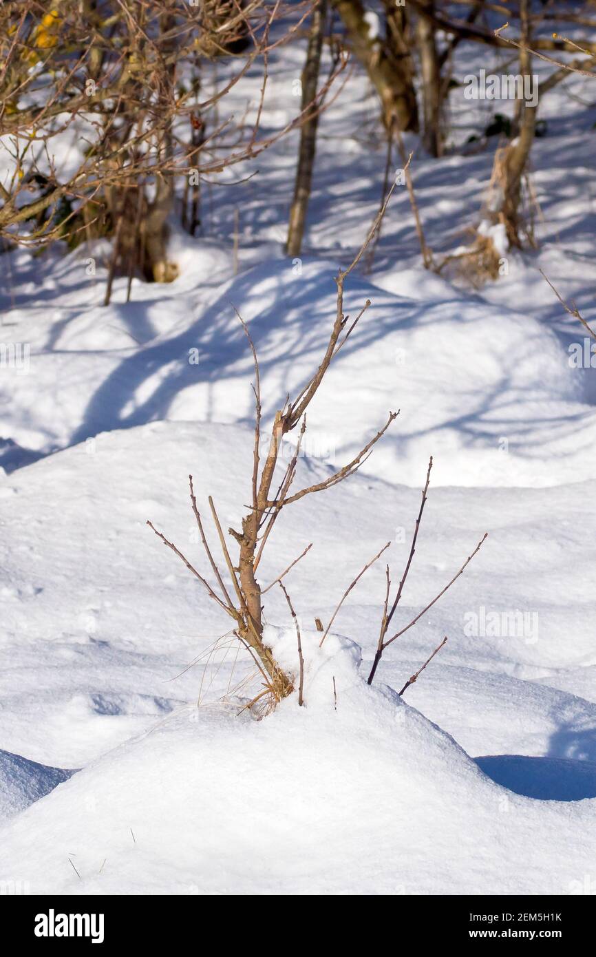 La neve profonda si è radunata intorno alla base di una giovane segatura che cresce ai margini di un bosco, gettando ombre sulla neve circostante. Foto Stock