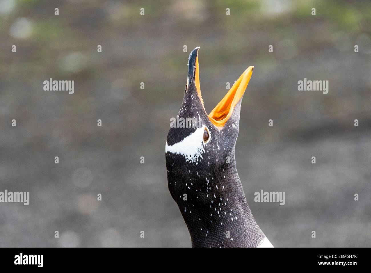 Gentoo Penguin Pygoscelis papua, chiamando con la bocca aperta, Sea Lion Island, nelle Isole Falkland, Sud Atlantico Foto Stock
