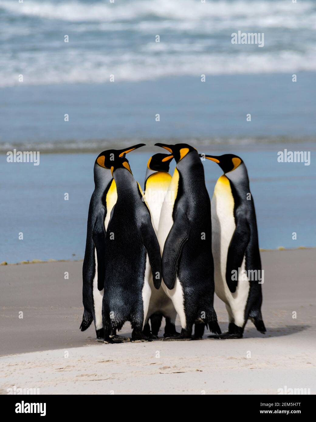 Huddle del Re dei pinguini, Aptenodytes patagonicus, sulla spiaggia in corrispondenza del collo, Saunders Island, Isole Falkland, British Overseas Territorio Foto Stock