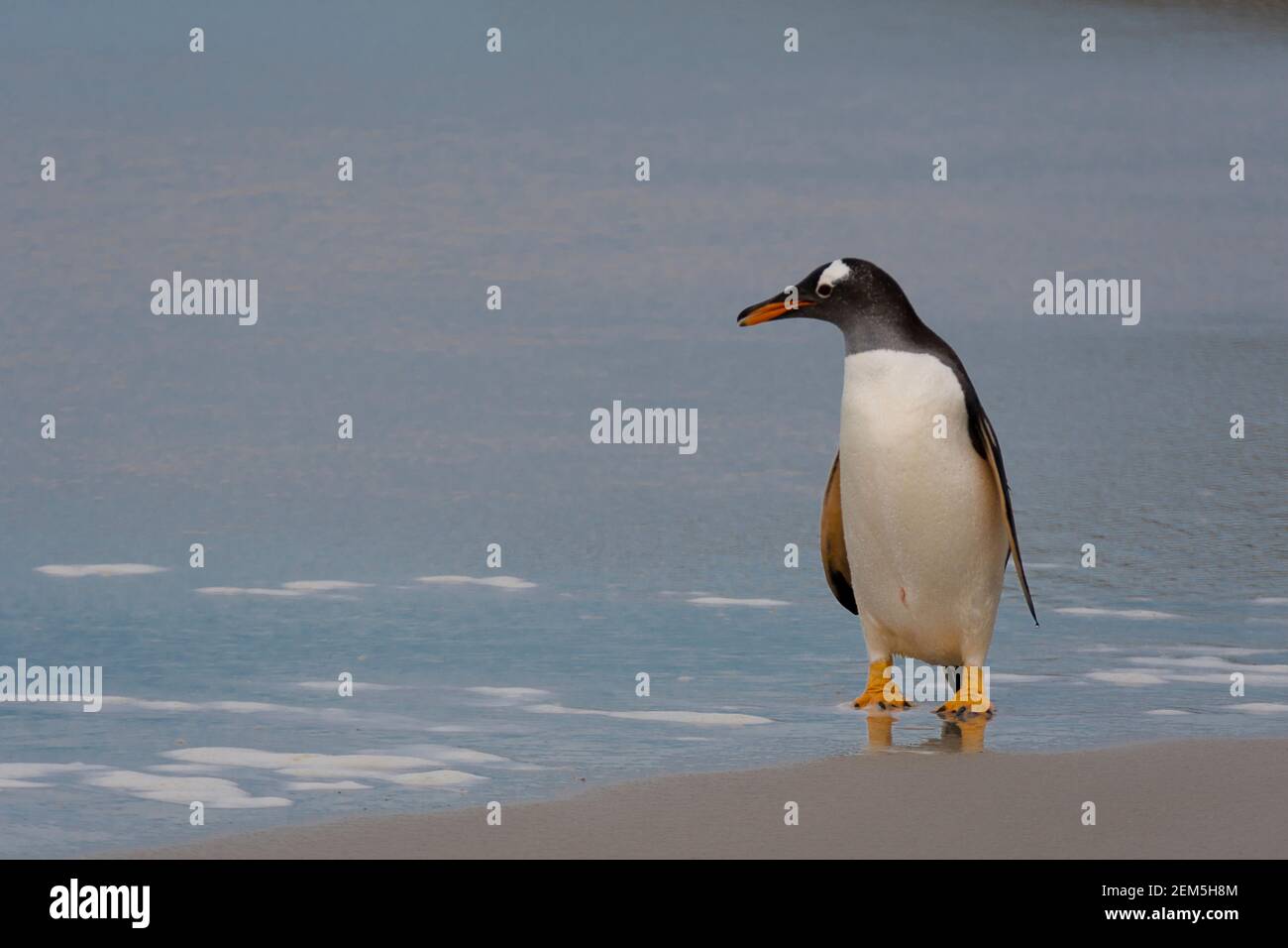 Un pinguino Gentoo solitario, Pygoscelis papua, che si trova sulla spiaggia del Neck, Saunders Island, Falkland Islands, British Oversea Territory Foto Stock