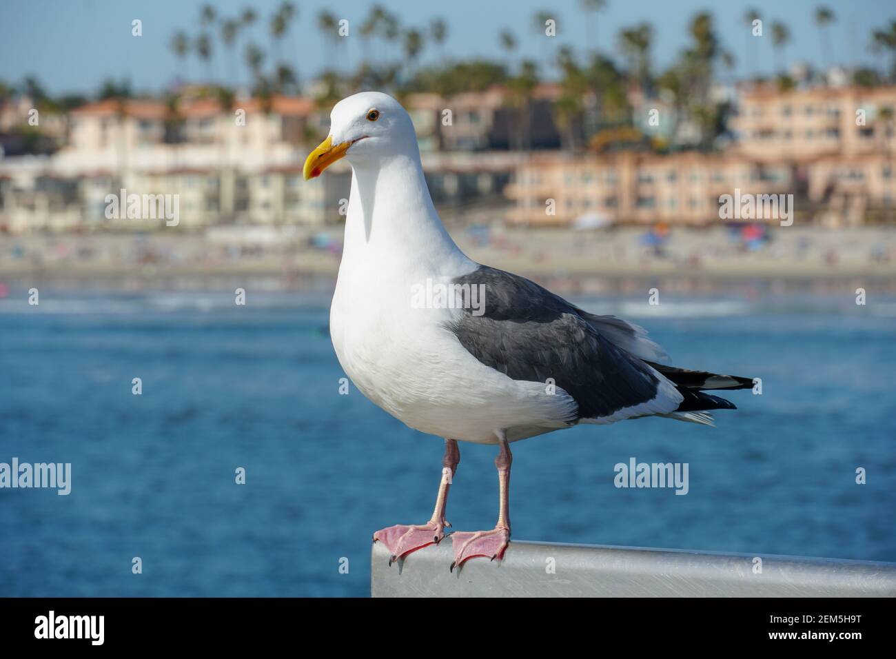 Primo piano di gabbiano che si erge su un molo con mare e costa sullo sfondo. Seagull in attesa sul molo Oceanside. A nord di San Diego, California Foto Stock