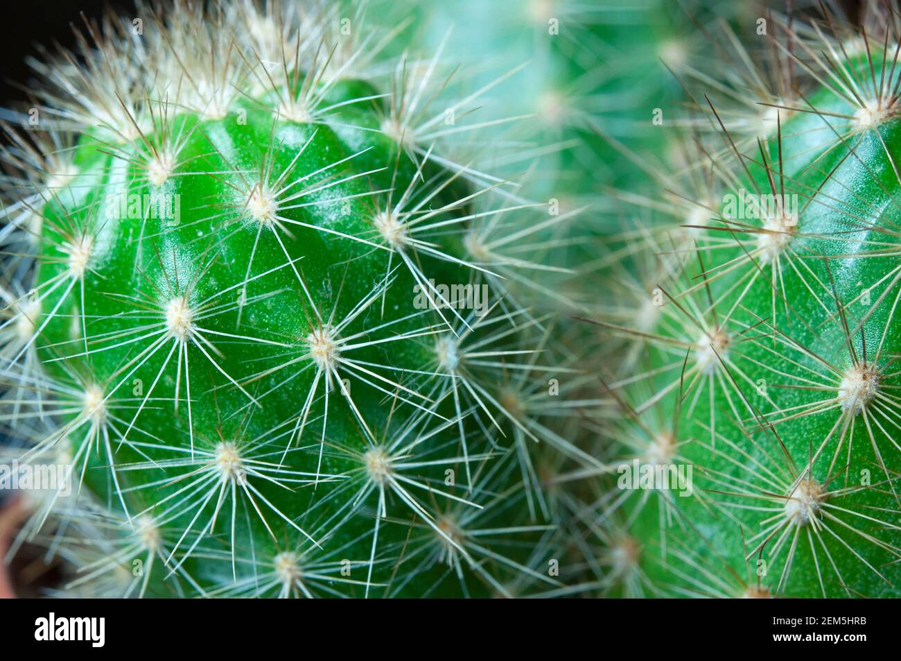 Primo piano spine di cactus. Astratto Cactus sfondo. Primo piano di Cactus. Home piante da interno con spine. Un succulento. Foto Stock