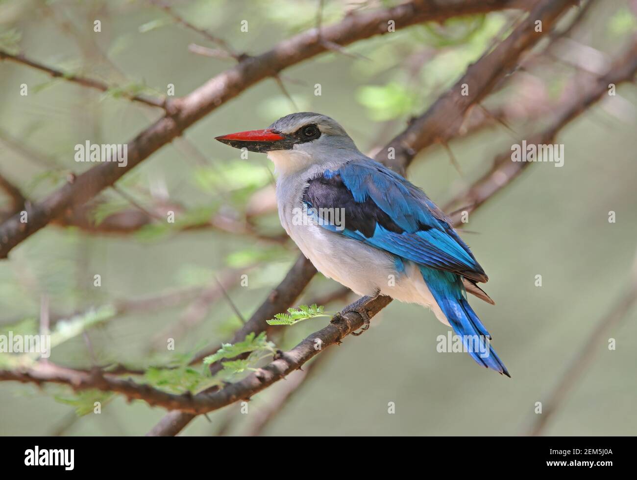 Woodland Kingfisher (Halcyon senegalensis senegalensis) adulto arroccato sul ramo Lago Baringo, Kenya Novembre Foto Stock