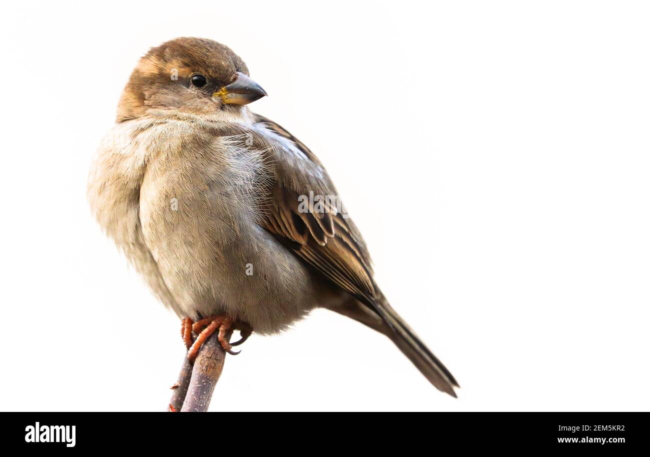 Sparrow uccello appollaiato sulla testa ramificata di albero di ramificazione guardare indietro. Casa passera femmina songbird (Passer domesticus) seduta cantando appollaiato su ramo di legno ramoscello Foto Stock